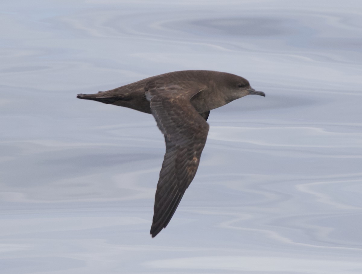 Short-tailed Shearwater - ML645627736