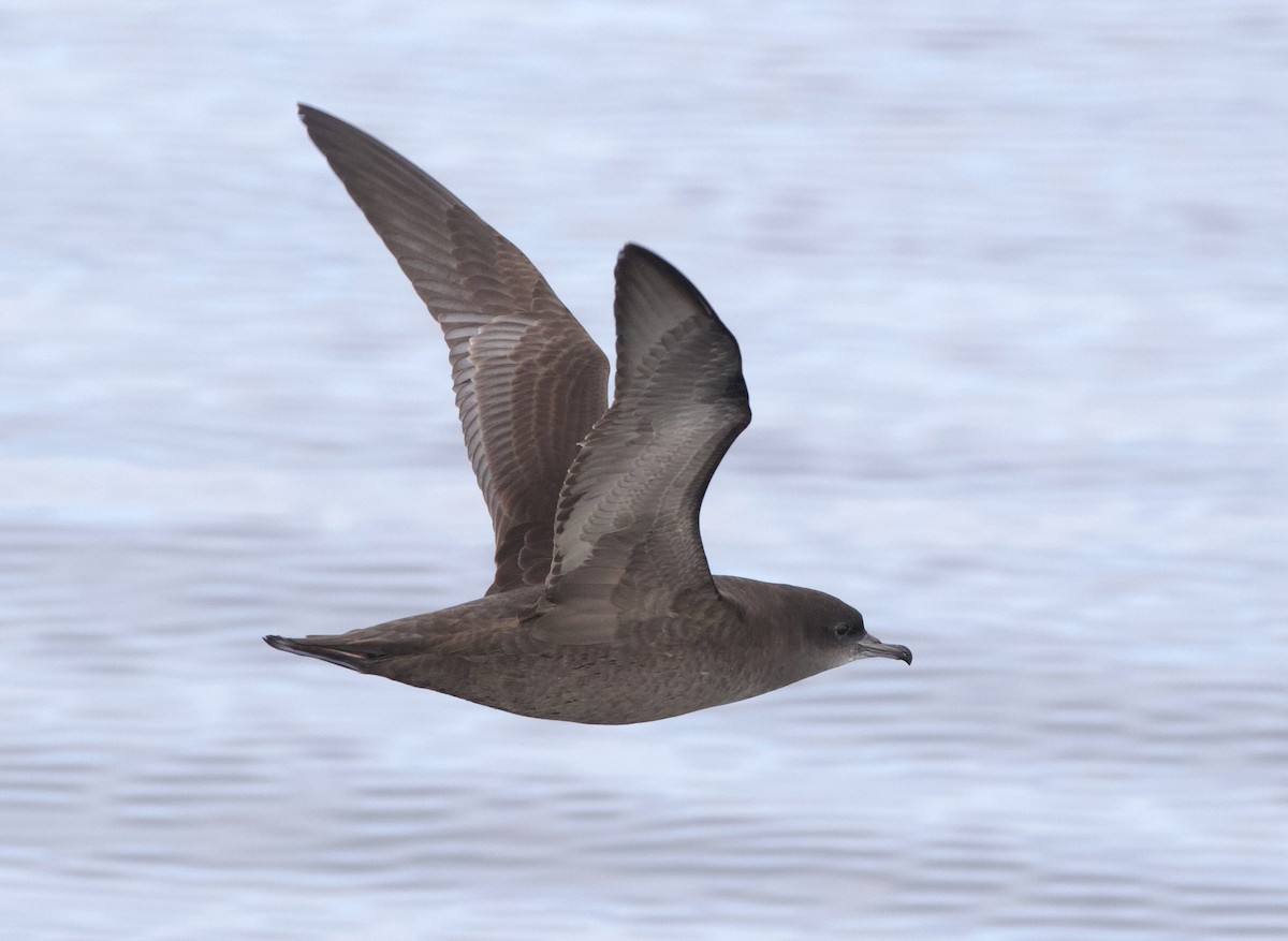 Short-tailed Shearwater - ML645627737