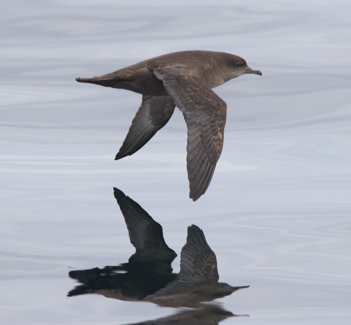 Short-tailed Shearwater - ML645627738