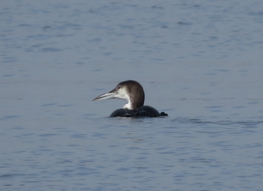 Common Loon - ML645627740