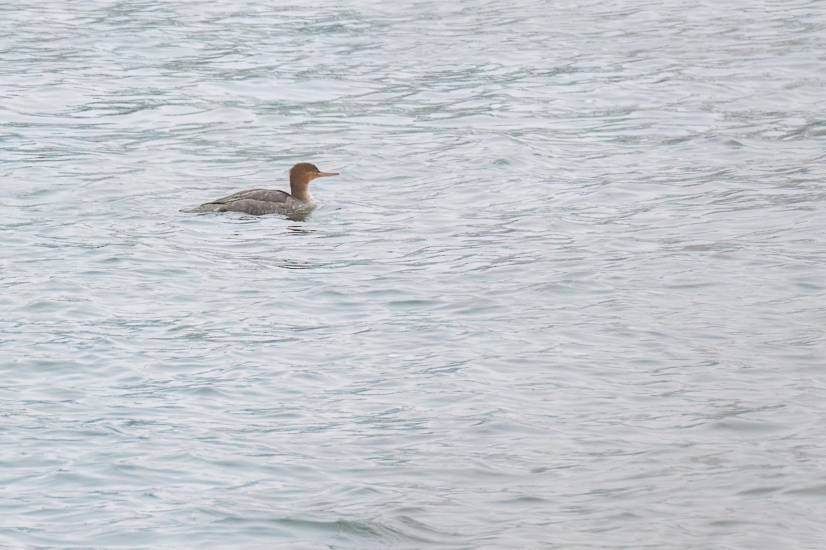 Red-breasted Merganser - ML645627742