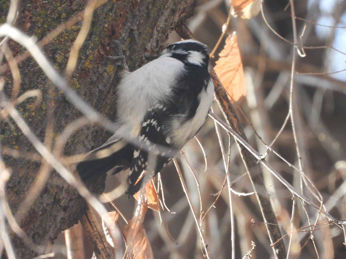 Downy Woodpecker (Rocky Mts.) - ML645627746