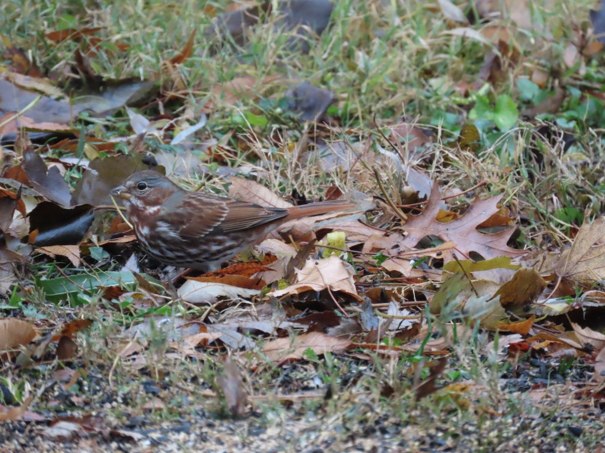 Fox Sparrow (Red) - ML645627747