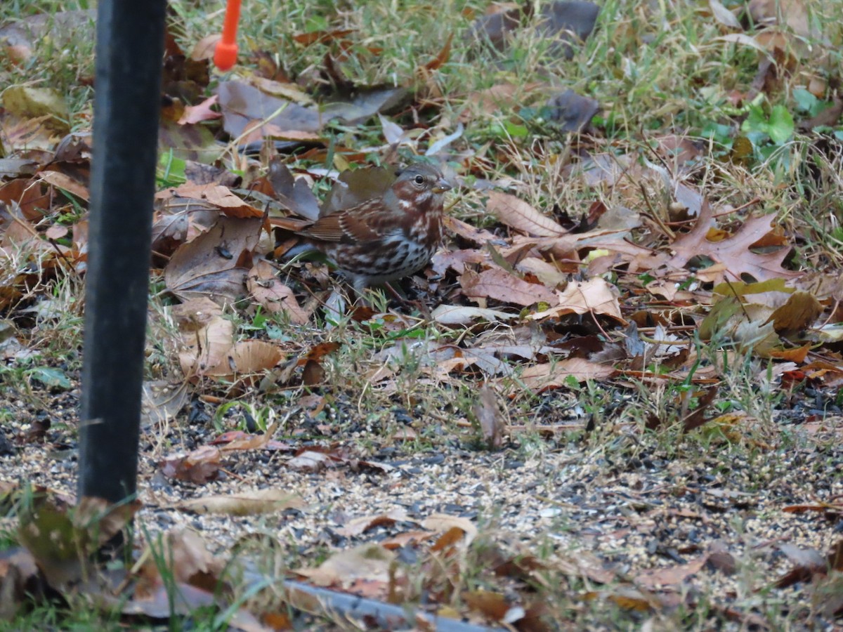 Fox Sparrow (Red) - ML645627748