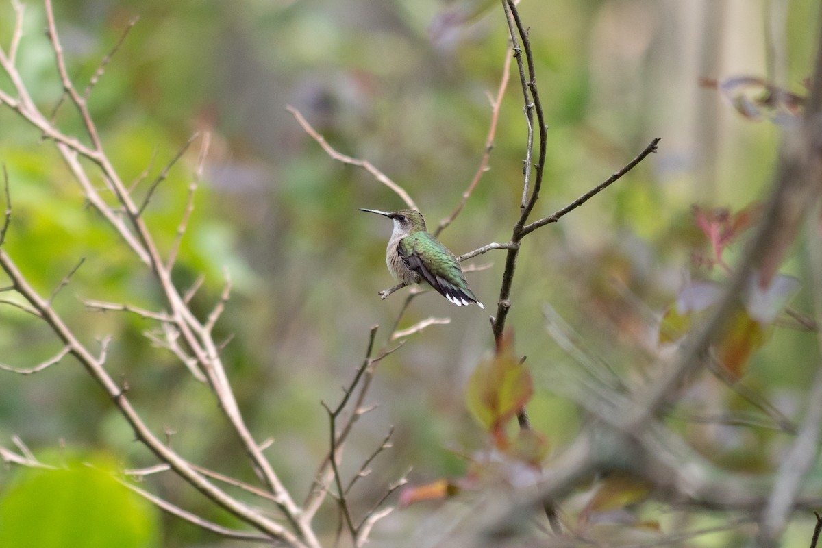 Ruby-throated Hummingbird - ML645627749