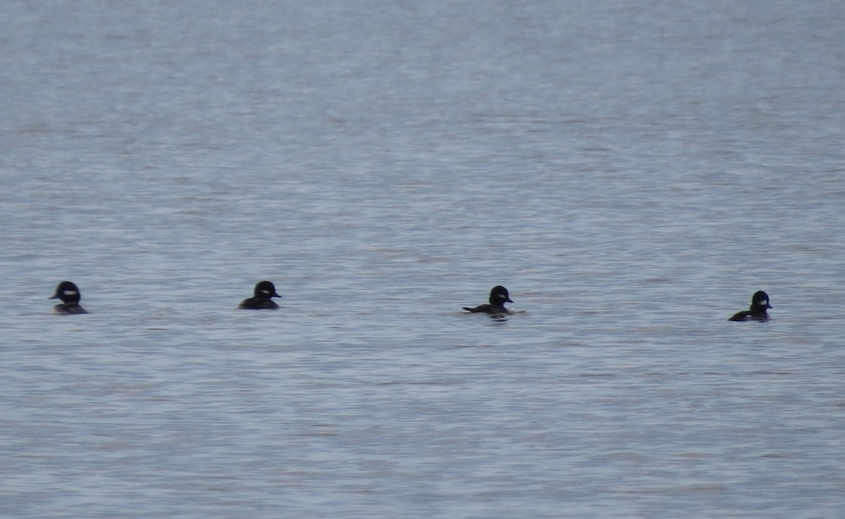Bufflehead - ML645627750