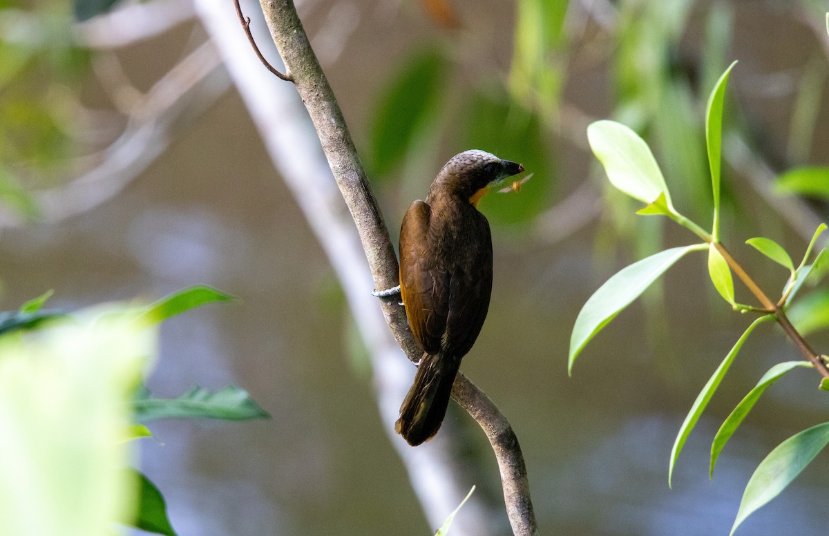 Scarlet-crowned Barbet - ML645627751