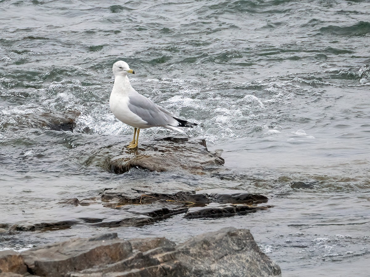 Ring-billed Gull - ML645627760