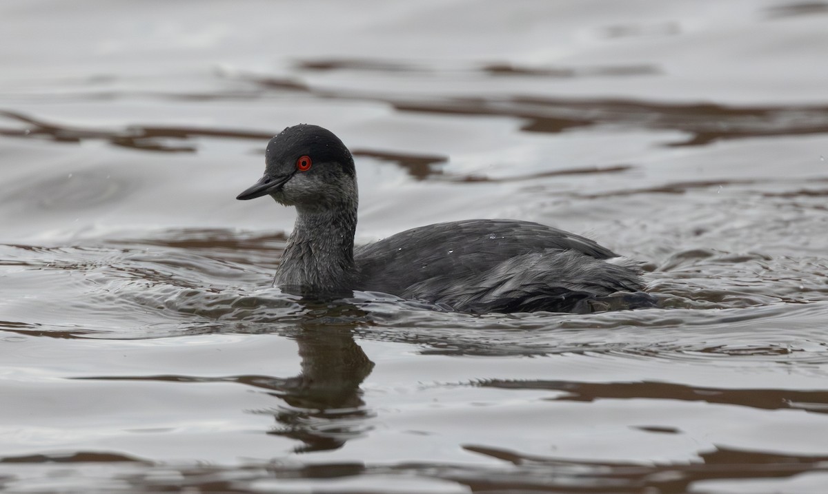 Eared Grebe - ML645627761