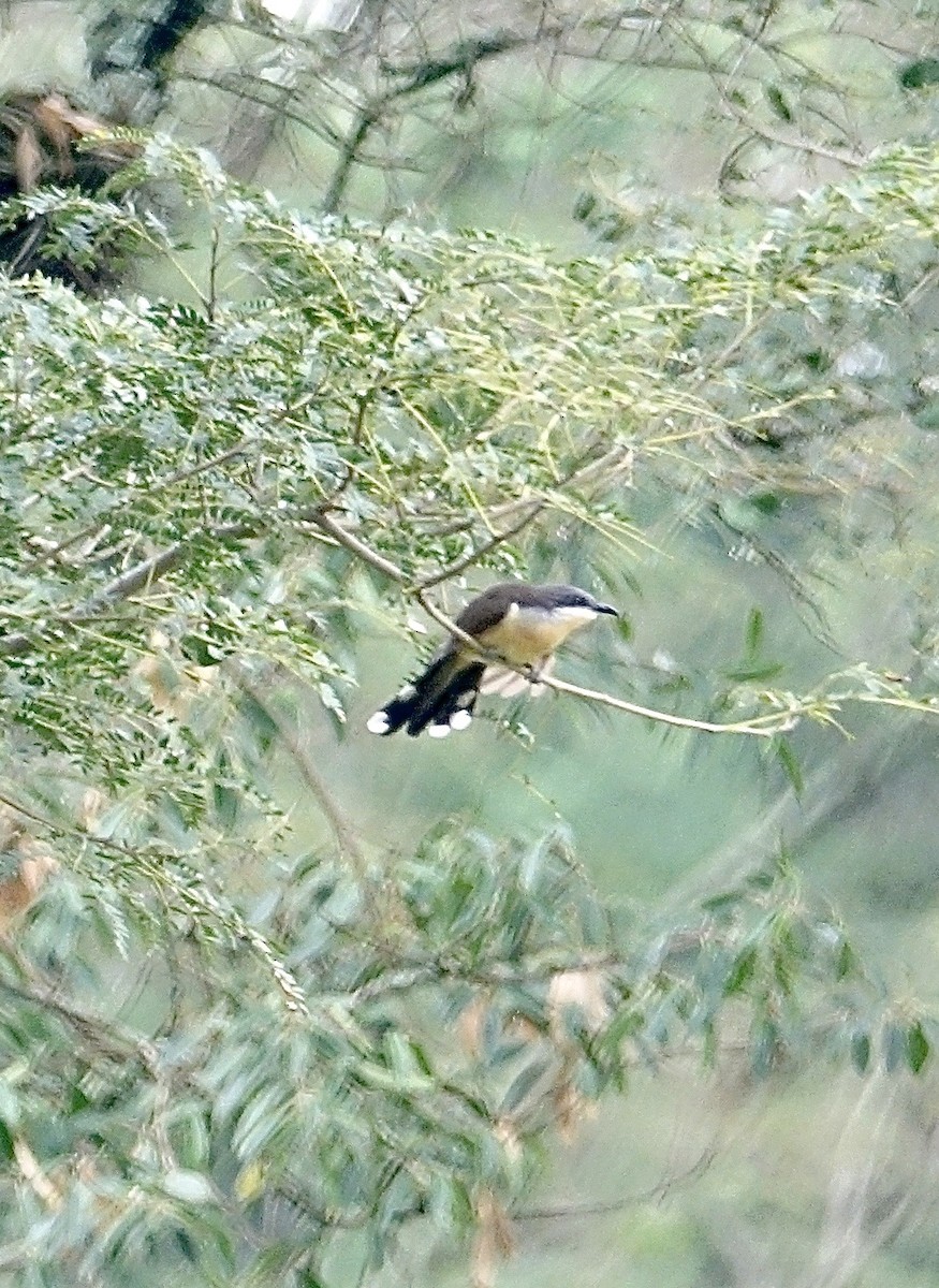 Dark-billed Cuckoo - ML645627762