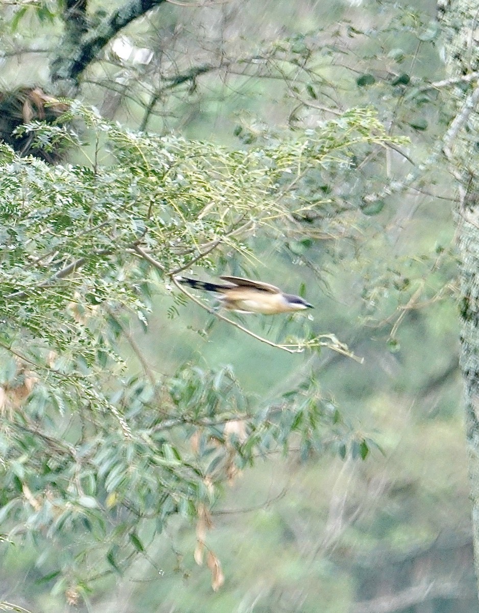 Dark-billed Cuckoo - ML645627763