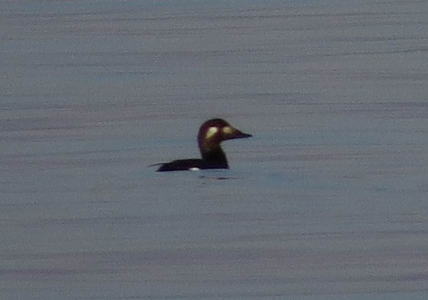 White-winged Scoter - ML645627765