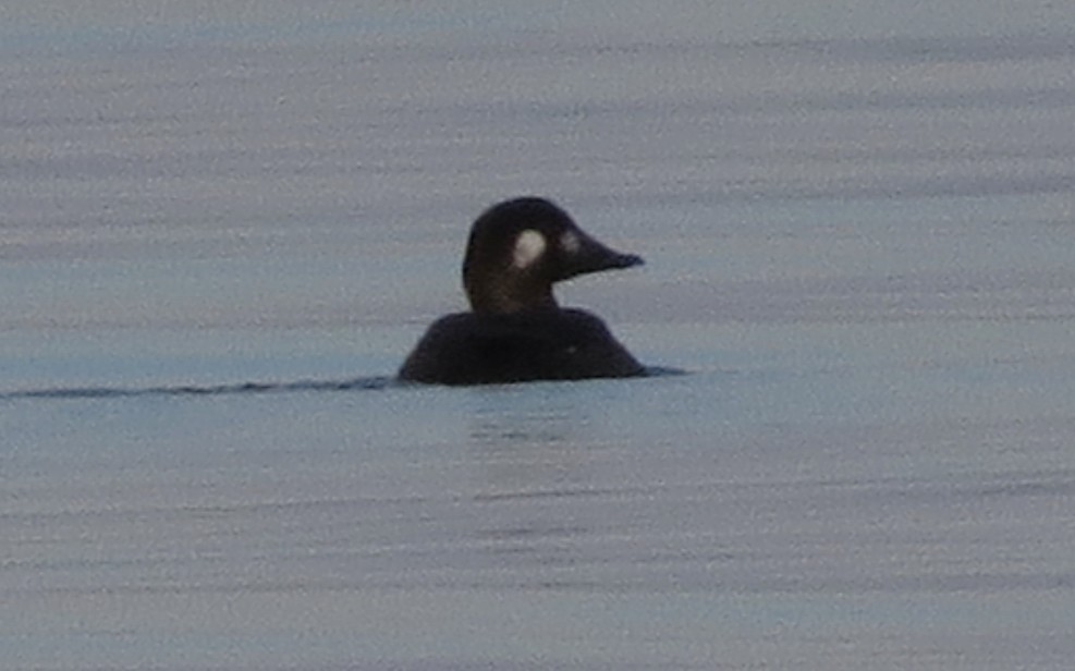 White-winged Scoter - ML645627774