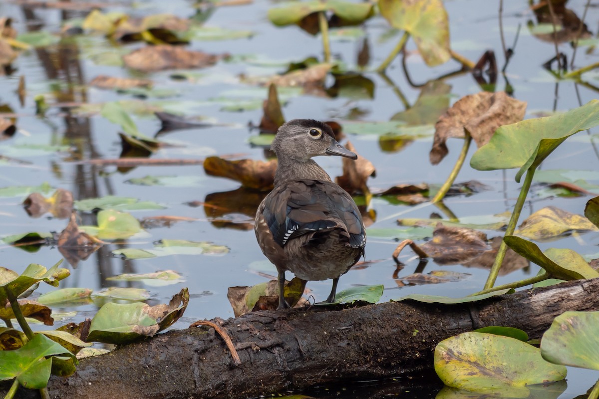 kachnička karolínská - ML645627776