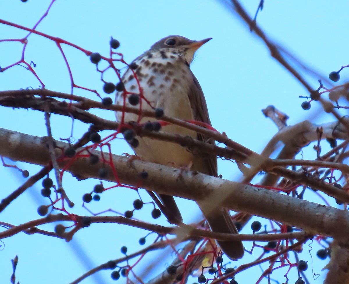 Hermit Thrush - ML645627777