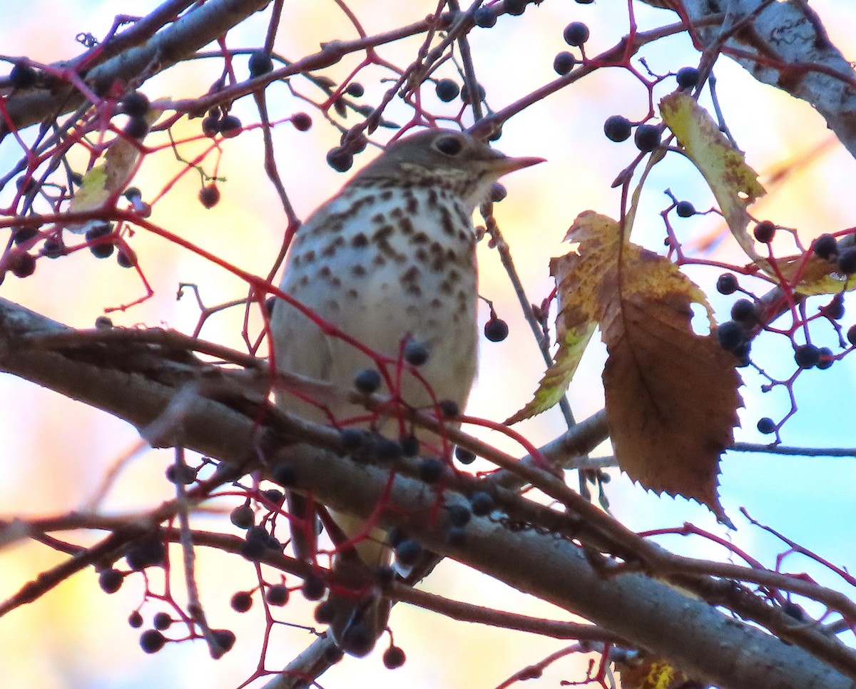 Hermit Thrush - ML645627778