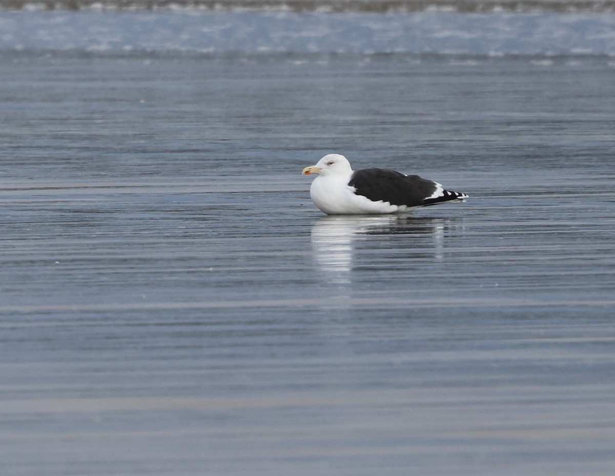 Great Black-backed Gull - ML645627779