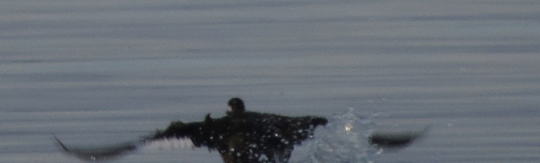 White-winged Scoter - ML645627781