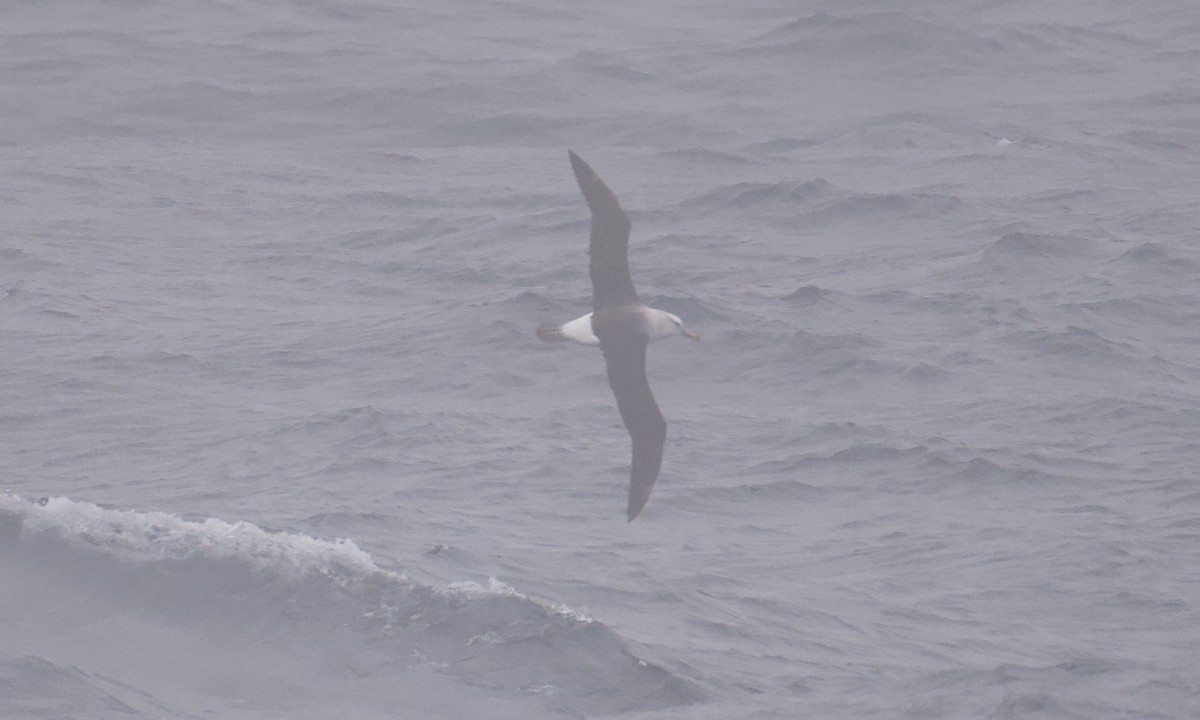 Schwarzbrauenalbatros - ML645627790