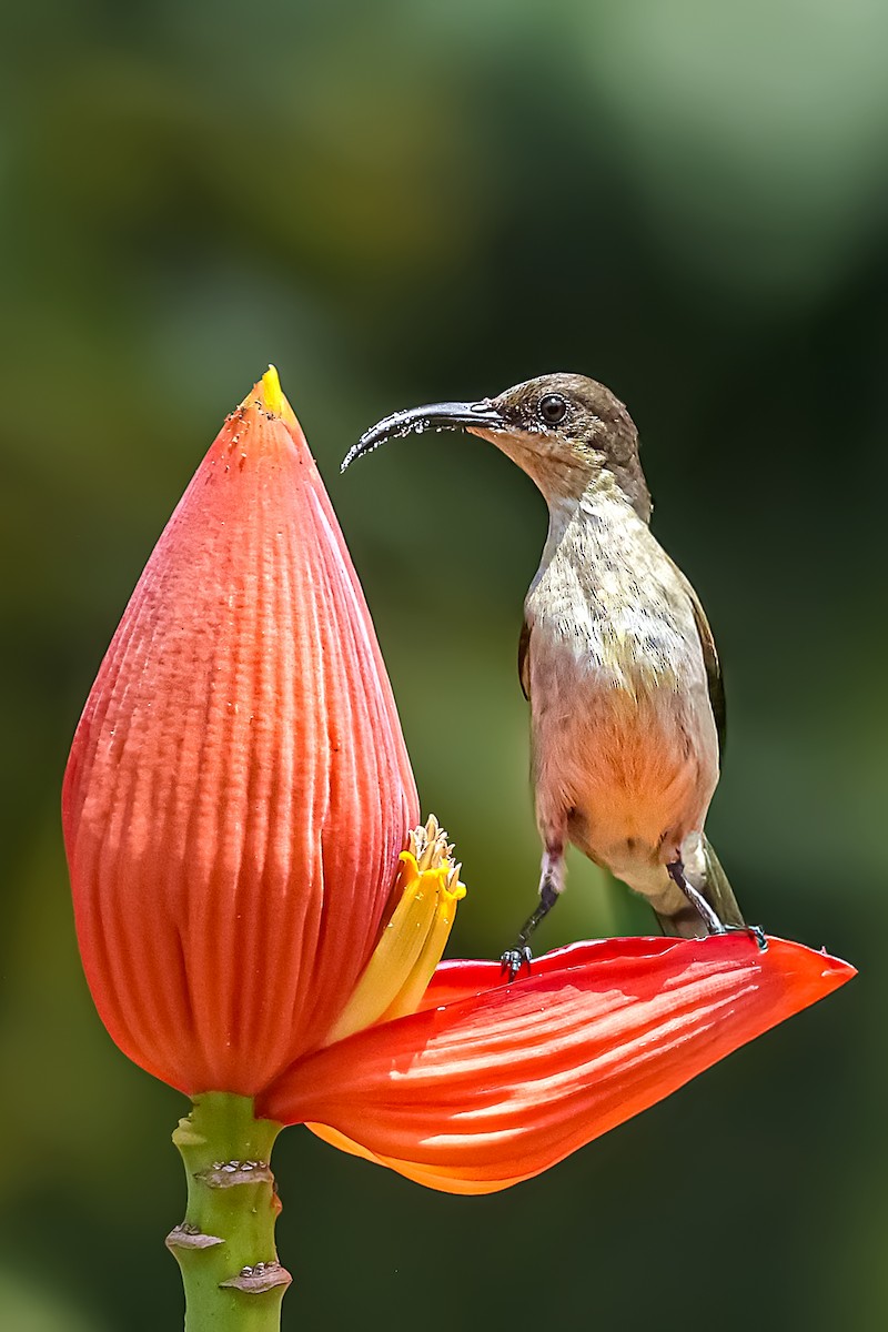 Souimanga de Loten - ML645627806