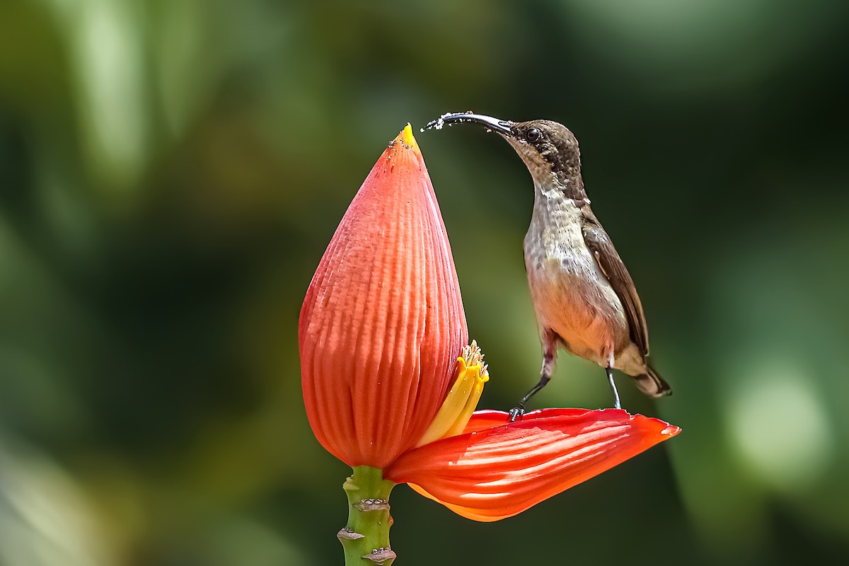 Souimanga de Loten - ML645627807