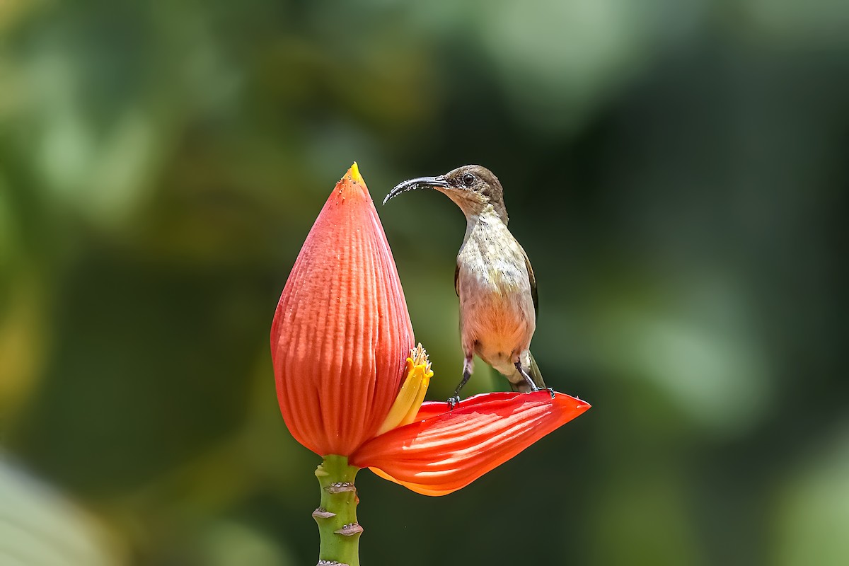 Souimanga de Loten - ML645627808