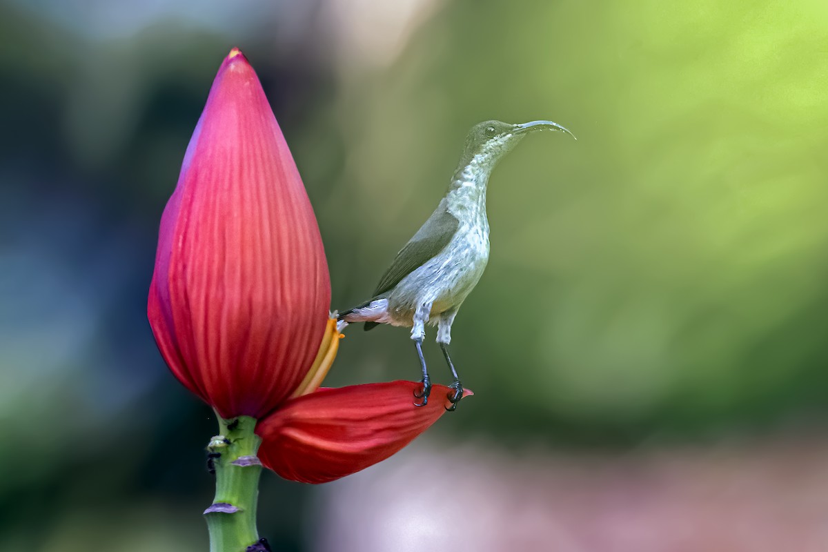 Souimanga de Loten - ML645627809