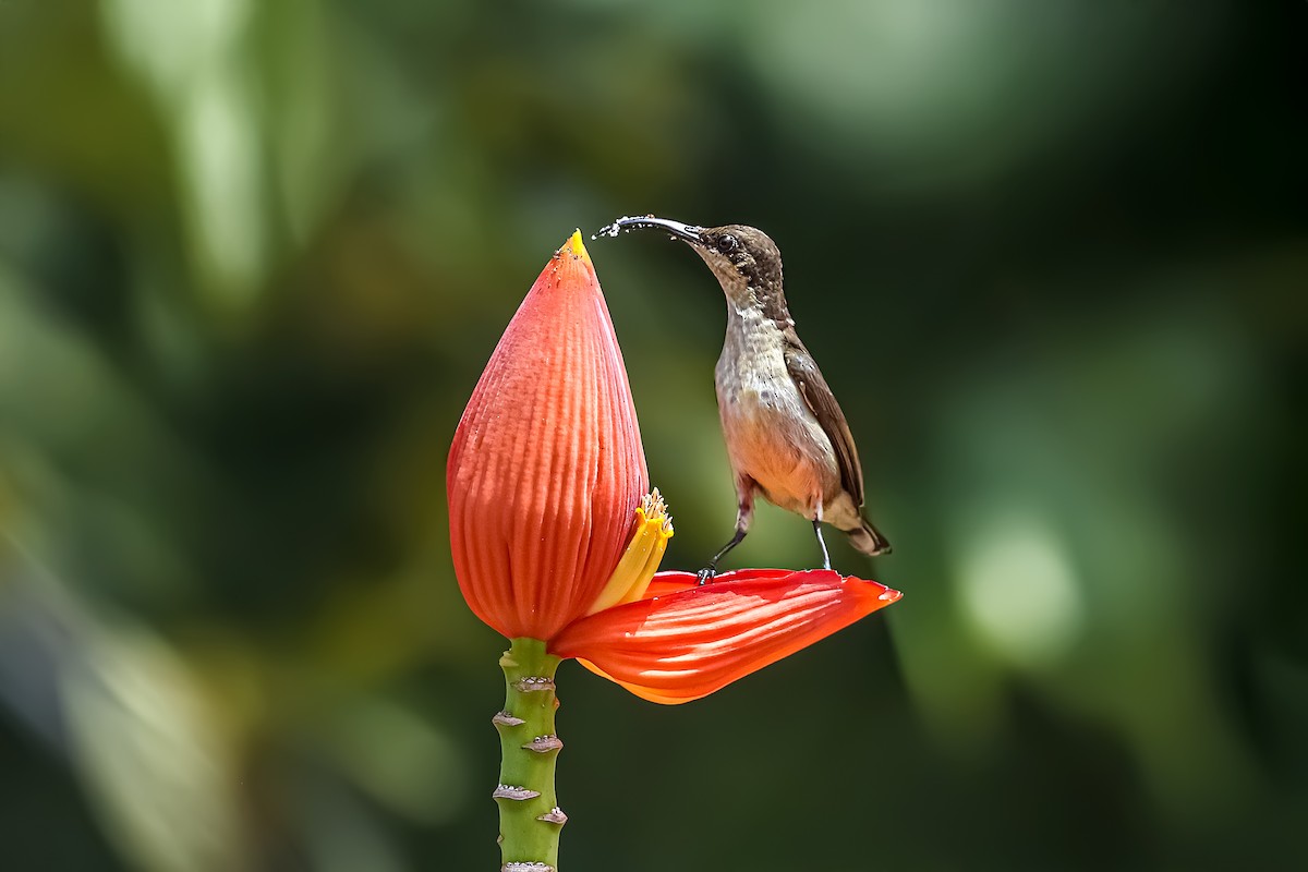 Souimanga de Loten - ML645627810