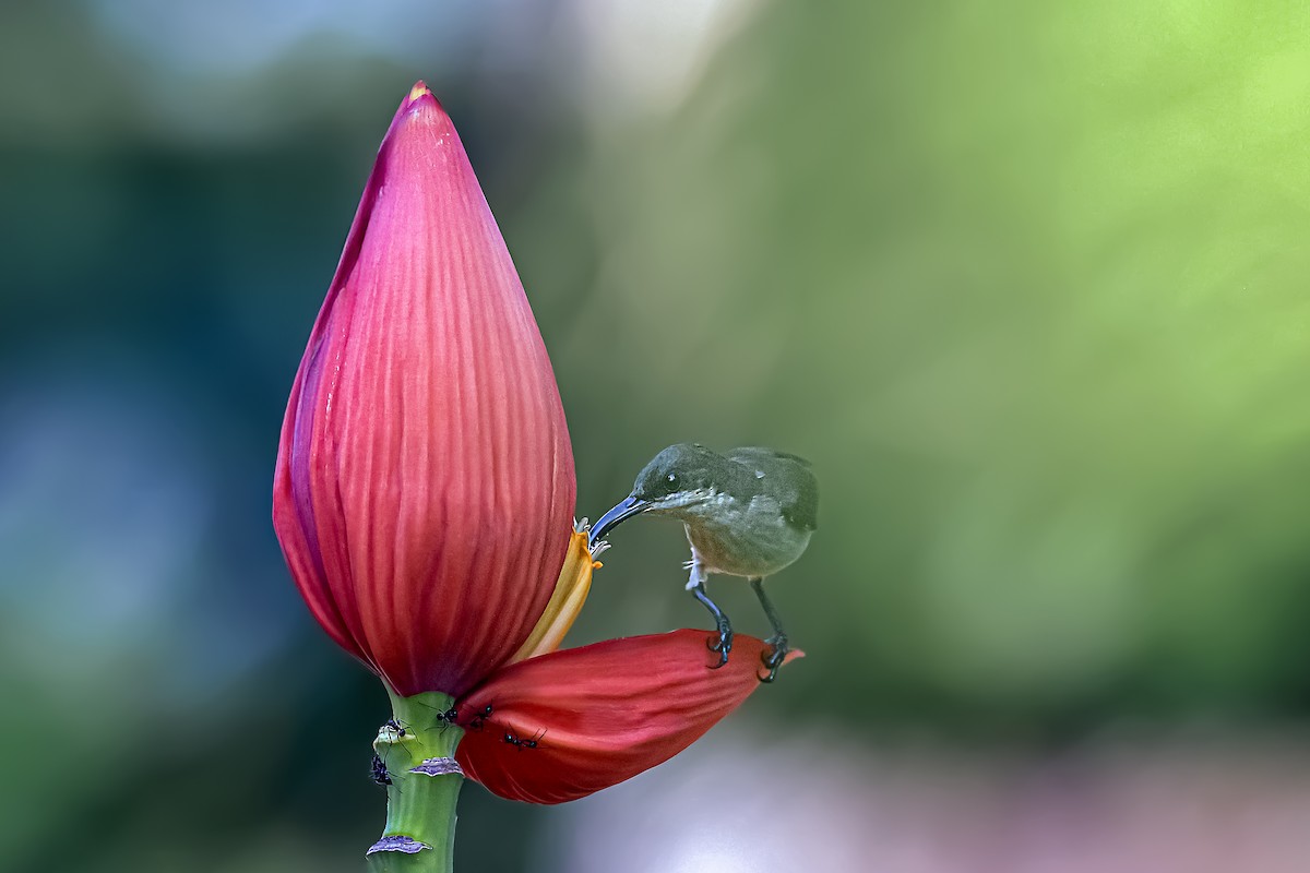 Souimanga de Loten - ML645627811