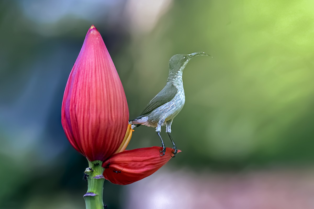 Souimanga de Loten - ML645627812