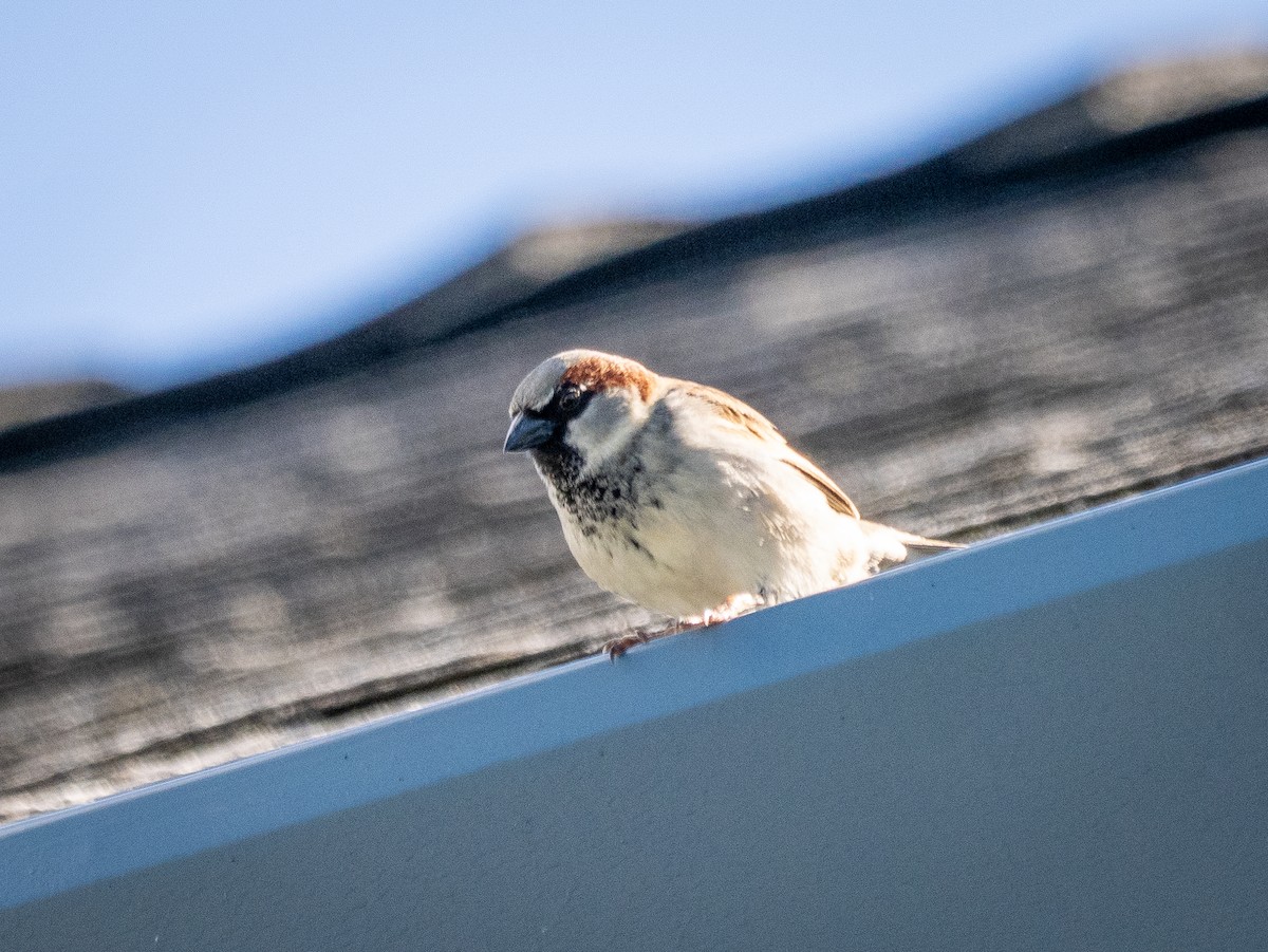 Moineau domestique - ML645627814