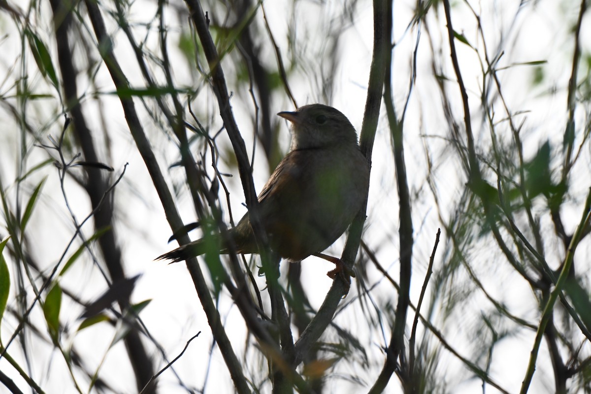 Sedge Wren - ML645627815