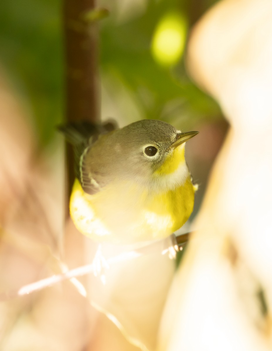 Paruline à tête cendrée - ML645627818