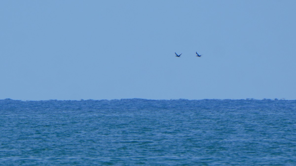 Fou de Bassan - ML645627820