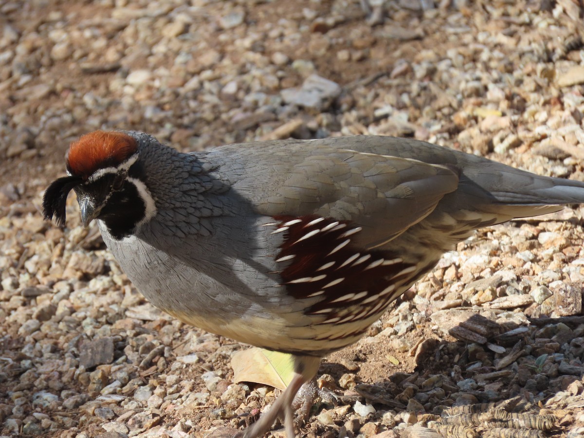 Colin de Gambel - ML645627821