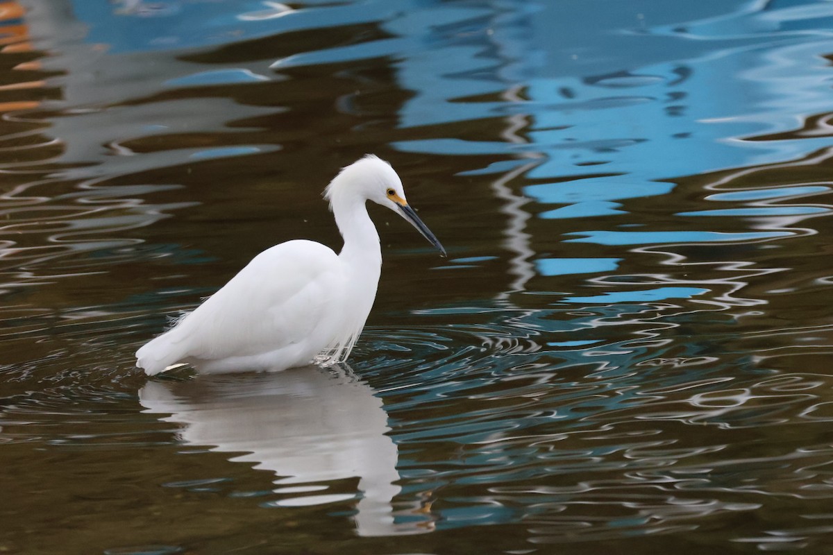 Aigrette neigeuse - ML645627823