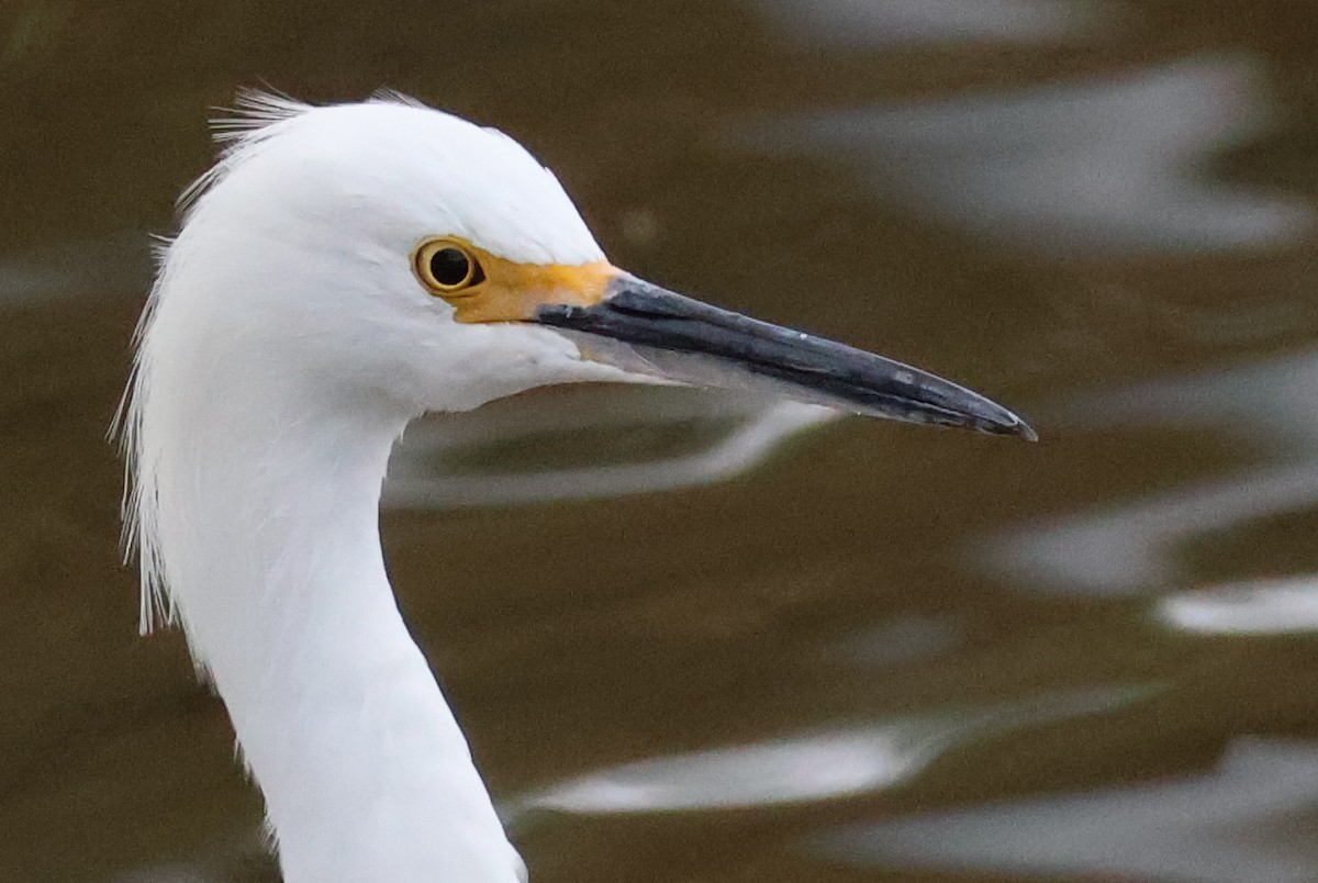 Aigrette neigeuse - ML645627824
