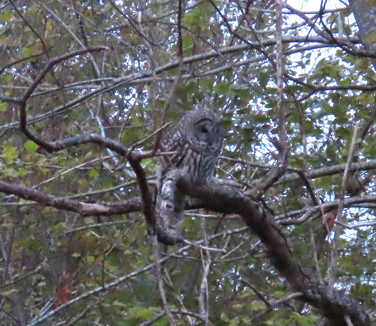 Chouette rayée - ML645627825