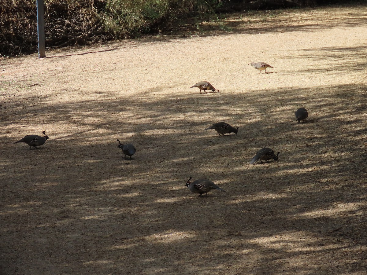 Colin de Gambel - ML645627826