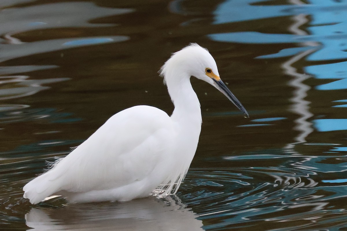 Aigrette neigeuse - ML645627827