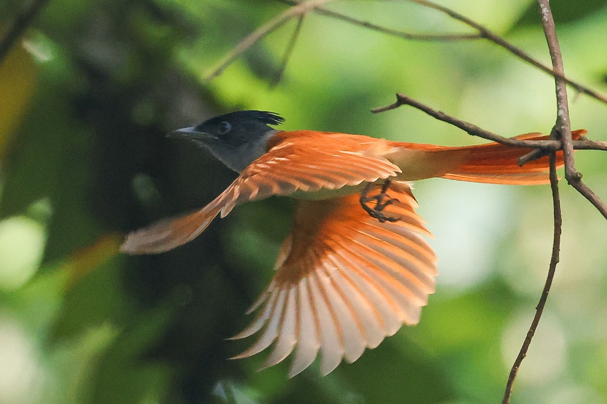 Tchitrec de paradis - ML645627829