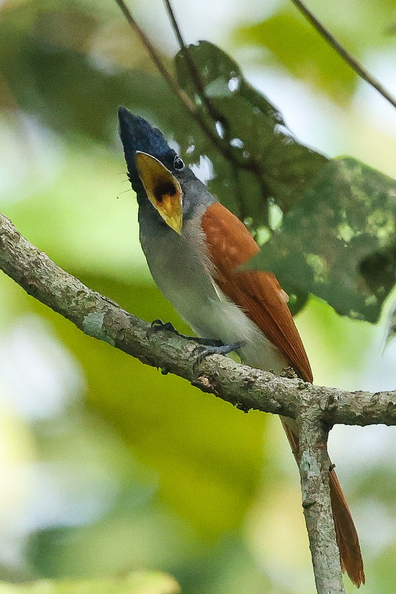 Tchitrec de paradis - ML645627830