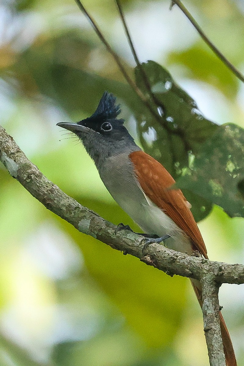 Tchitrec de paradis - ML645627831