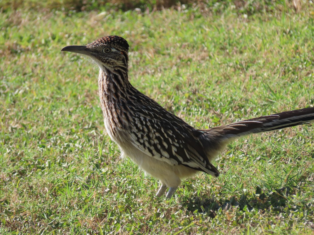 Grand Géocoucou - ML645627834
