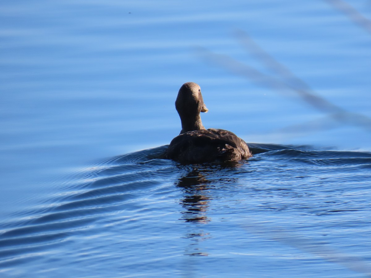 Common Eider (Pacific) - ML645627837