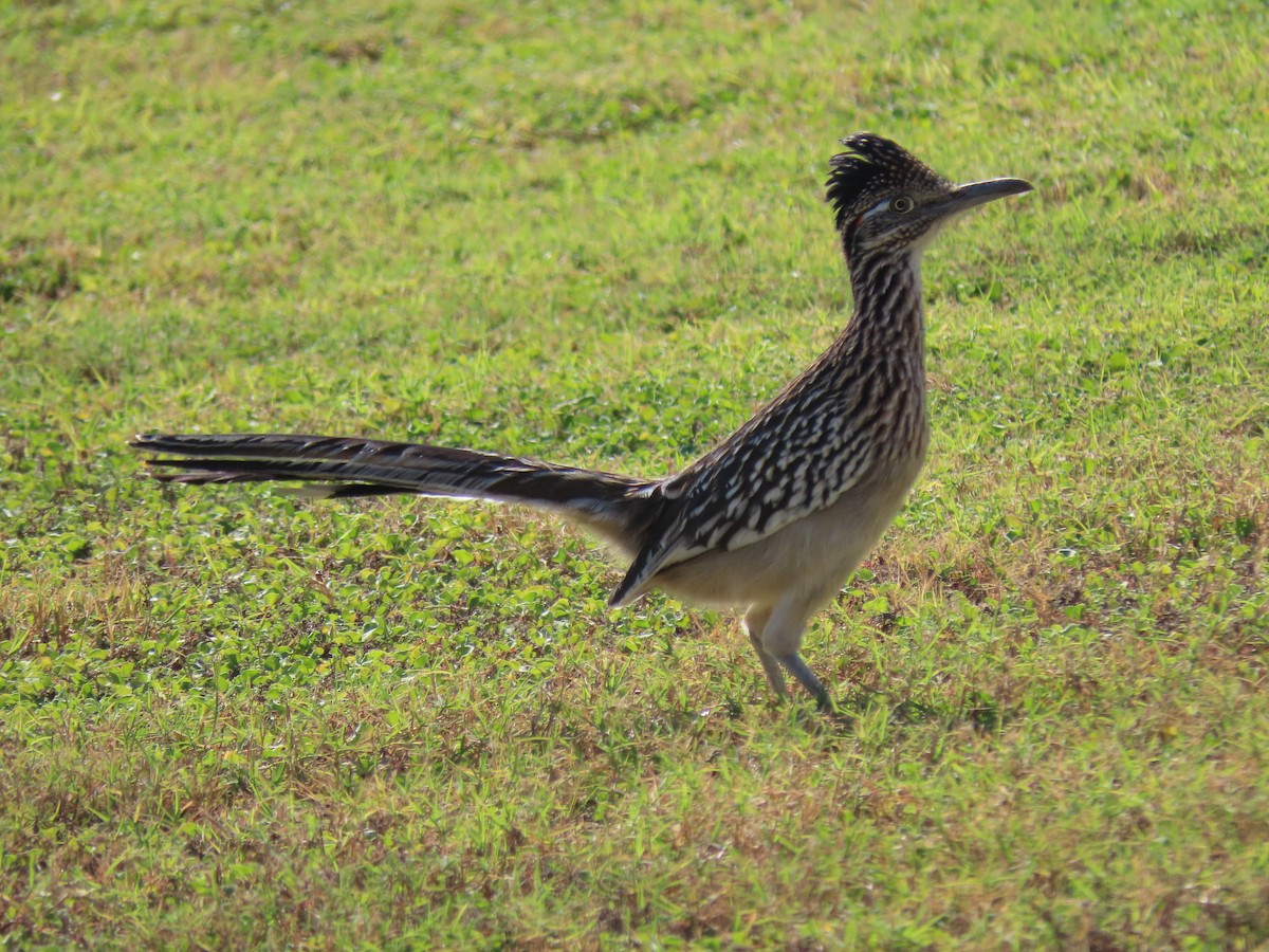 Grand Géocoucou - ML645627842