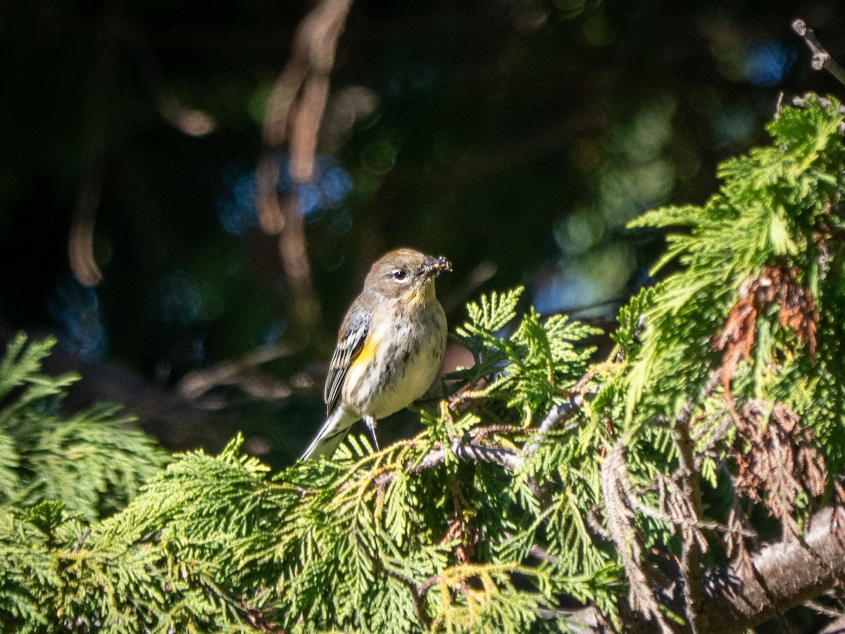 Paruline à croupion jaune - ML645627843