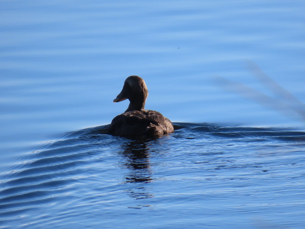 Common Eider (Pacific) - ML645627844