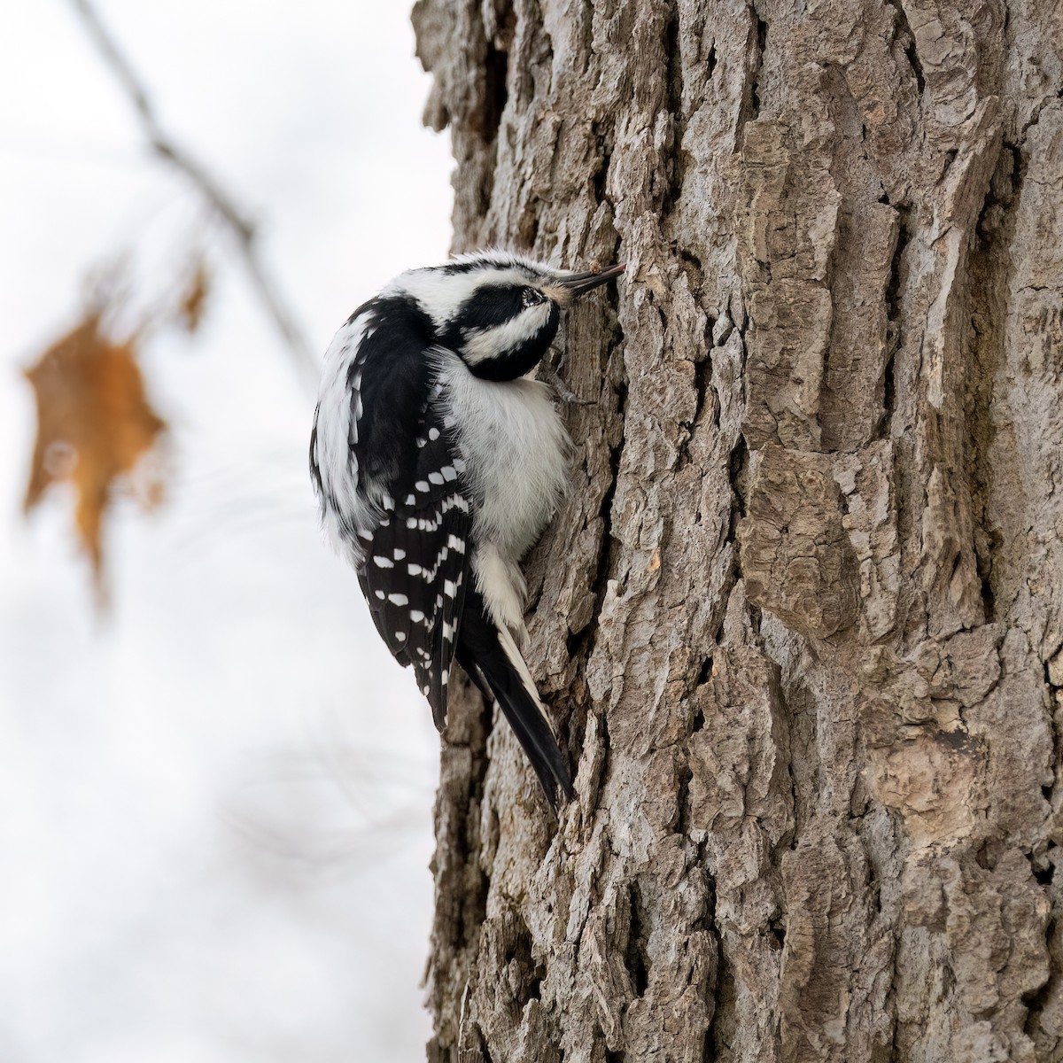 Pic chevelu - ML645627850