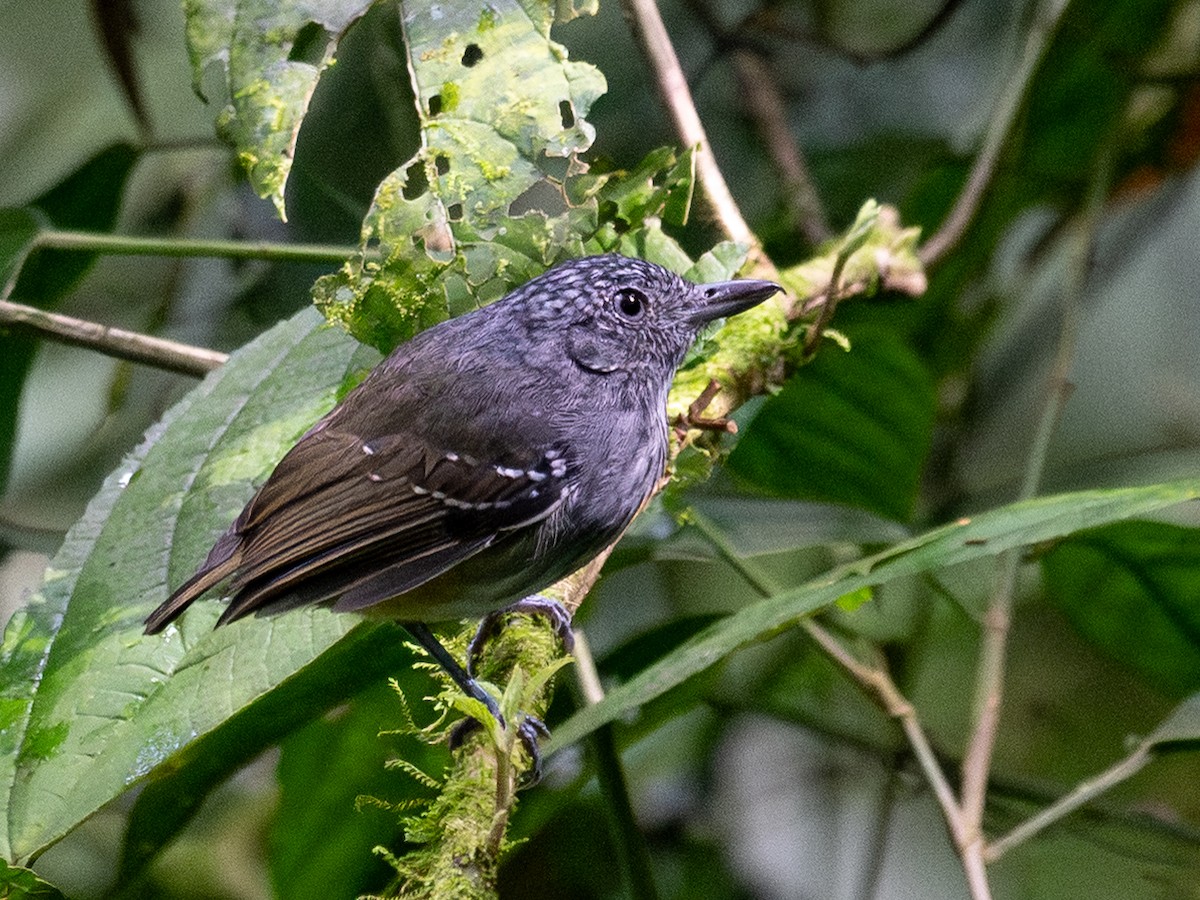 Batara strié - ML645627851